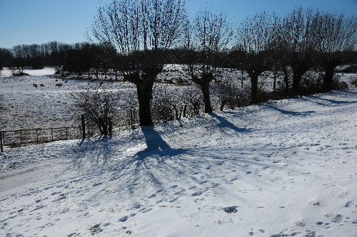 51